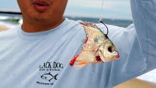 Catch Big fish from ANY beach Live Line Beach Fishing Tutorial