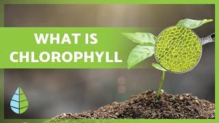 What is CHLOROPHYLL  Function Types and more 