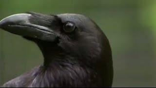 The Raven Stealing Spying and Bluffing  Extraordinary Animals  BBC Earth