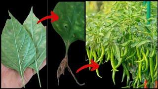 How to propagate Chilly plant from chilly leaf  chillies growing skill  chilli farming