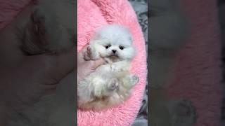 Экстра-Мини шпицуля#шпицмишка #puppyvideos #щенокшпица #микрошпиц #белыйшпиц #шпицпродажа