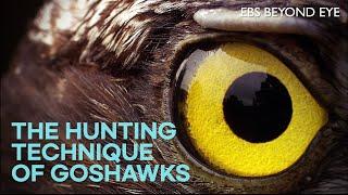 The Hunting Technique of Goshawks