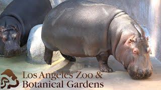 Los Angeles Zoo Tour & Review with The Legend