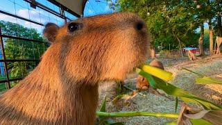 Capybaras Eating Cornstalks Mukbang *sea shanty 2*