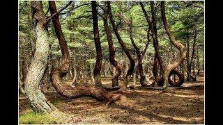 Танцующий Лес на Крушской косе Какую тайну хранят деревья этого аномального места?