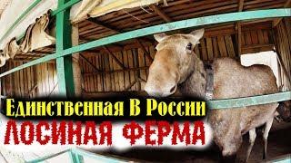 Лосиная ФермаЕдинственная в РоссииЭкскурсия