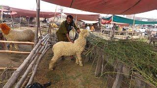 Mundra chatra kaka gulabi lakha nishano m mundri female bakra  bakra mandi gujranwala