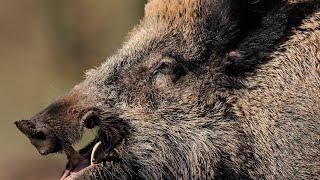 Wild Boar Attack people  Top 8 Wild Boar Attack Human Caught On Camera  Crazy Wild Boar