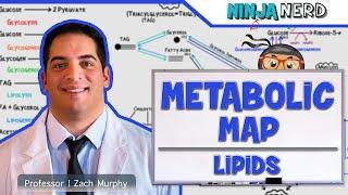 Metabolism  The Metabolic Map Lipids