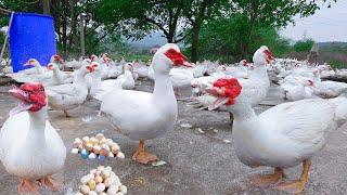 Full Video 190 Days Raise Muscovy  For Eggs - Muscovy Duck Farm - Polutry Farm