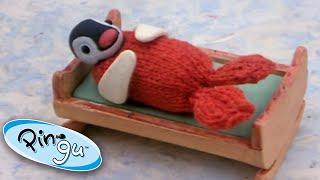 Pingu is Jealous of Pinga  Pingu Official  Cartoons for Kids