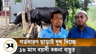 গর্ভধারণ ছাড়াই প্রতিদিন ৩ লিটার দুধ দিচ্ছে বকনা বাছুর  Shariyatpur  Jazeera  Cow  Samakal News