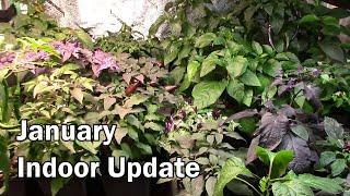 January Indoor Pepper Plants Update