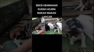 kelakuan warga Indonesia tiktok