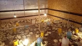 Выращивание цыплят бройлеров КОББ 500  в домашних условиях. 5-6 дней..