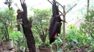 BIG Bats