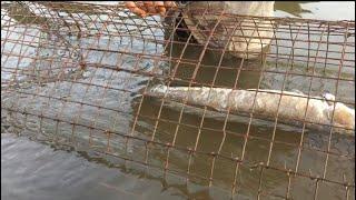amazing fish trap- malu ugula