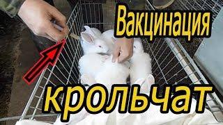 Вакцинация крольчат прививаю от вгбк-2 видео 10