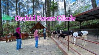 WISATA ALAM DI HUTAN PINUS - ORCHID FOREST CIKOLE‼️