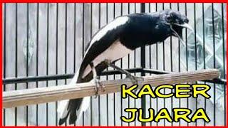 suara burung kacer gacor  juara