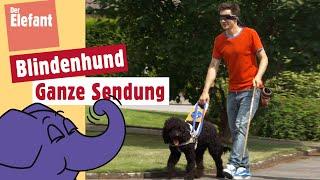 Wie arbeitet ein Blindenhund?  Der Elefant  WDR