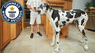 Tallest female dog - Meet the record-breakers