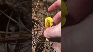 Super Satisfying Mushroom ASMR North Carolina “Tap Tap Cronch” Compilation part II