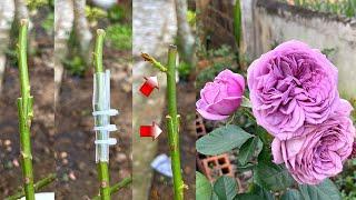 How to pair roses very simple  New method of grafting roses