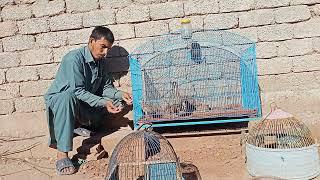 My Grey francolins Chick eating  تیتر کے بچے خوراک کھاتے ہوئے #birdslover #blackfrancolin #birds