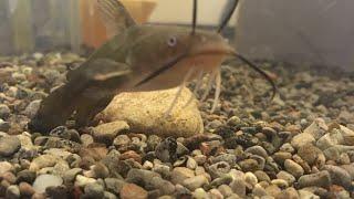 Bullhead Catfish Growth Rate