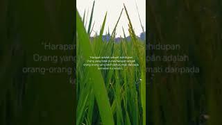 Cinematic Alam  Cinematic Sawah  Story Wa 1 Menit  Story Whatsapp 60 Detik