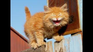 Наглые рыжие коты  Смешное видео с котами и котятами для хорошего настроения 