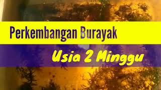 Ikan Cupang - Burayak Usia 2 Minggu