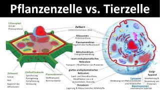 Tierzelle vs. Pflanzenzelle Vergleich - Zellorganellen und ihre Funktionen 33 - Biologie