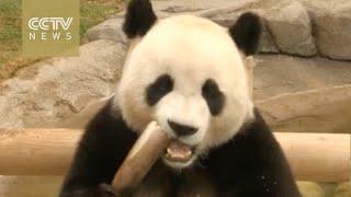 Pandas Ai Bao and Le Bao thrill crowds at amusement park in South Korea