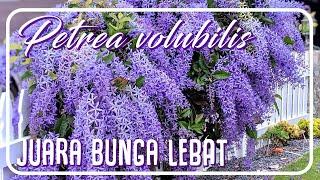 Petrea Biru Bikin Rumah Semarak   Purple Vine Petrea volubilis