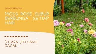 RAHASIA berkebun MOSS ROSE ANTI GAGAL  #PPKMDiRumahAja