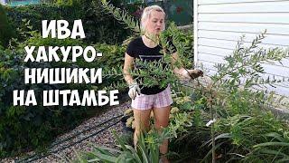 Ива Хакуро Нишики на штамбе посадка уход и черенкование. Семья в деревне