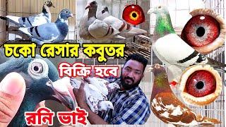 ওরজিনিয়াল রনি ভাইয়ের রেসার কবুতর চকো রেসার কবুতর কিনুন রেস করা কবুতরের বাচ্চা বিক্রি হবে