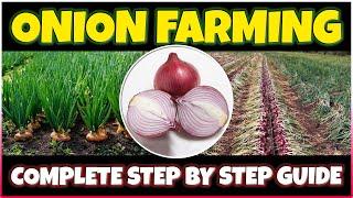 Onion farming Planting Care Harvesting  How to grow Onion at Home  Onion Cultivation