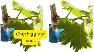 كيفية تطعيم العنب  طريقة ناجحة وسهلة  تطعيم أشجار العنب - How To Grafting Grape Vines