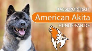 ► American Akita 2020 History Appearance Temperament Training Exercise Care & Health