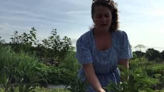 Hobby Farm Garden  Growing Pepino Melons