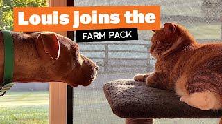 Louis Joins the Farm Pack #catsanddogs