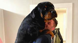 Giant dog just wants to be this guys baby