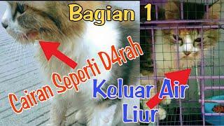 Menemukan kucing sakit  cara mengobati kucing sakit mengeluarkan air liur ngeces