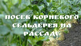 ПОСЕВ КОРНЕВОГО СЕЛЬДЕРЕЯ ПРОВЕРЕННЫЙ И НАДЕЖНЫЙ СПОСОБ