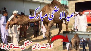 Eid ul Adha Mubarak 2024  Camel Qurbani video  Dadyal Azad Kashmir