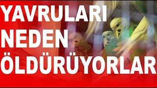 Kuşlar Yavrularını Neden Öldürür? Yavruları Neden Yerler?