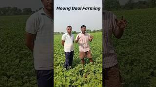 Moong Daal Farming #shorts #farming #farminglife #travelyatra